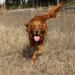 English Cocker Spaniels and Golden Retrievers from Sellers Kennels
