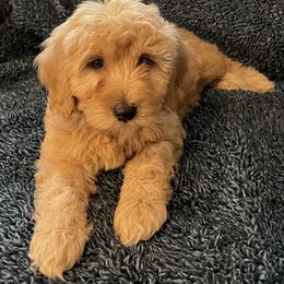 Goldendoodle and Poodle Puppies from Duffey’s IncrediDoodles