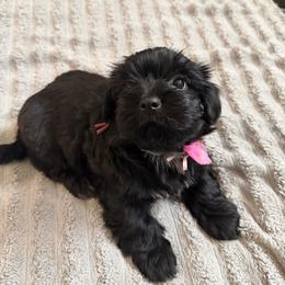 Willow - Black female Shorkie puppy in San Tan Valley, Arizona from Great Mates