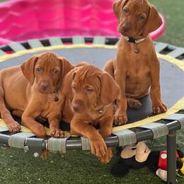 Vizsla puppies from MountainTop Vizslas