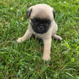 Girl 3 pink - Fawn female Pug puppy in Bainbridge, Ohio from Snuggle Pugs