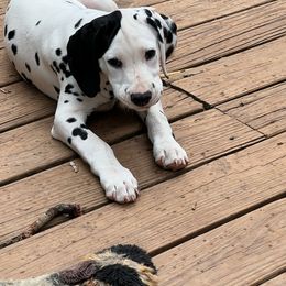 Echo - White and black Dalmatian puppy in Cleveland, Texas from Arrowhead Dalmatians