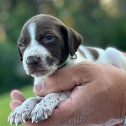 Bertha light teal - female German Shorthaired Pointer puppy in Six Mile, South Carolina from Proper Pointers