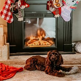 Chinese Shar-Pei, Cocker Spaniel, and Companion Cross Puppies from Mini Hippo Land