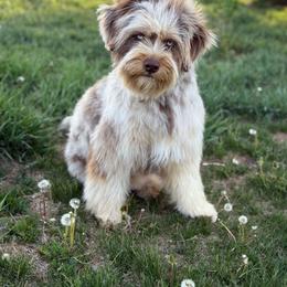 Australian Mountain Doodle puppies from Sassy Pants Pups