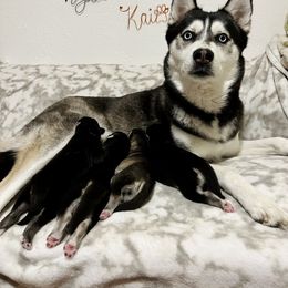 Maltese and Siberian Husky Puppies from Nyx’s Pack