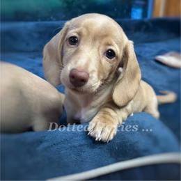 Birdie - Cream female Dachshund puppy in Havana, Florida from Dotted Doxies