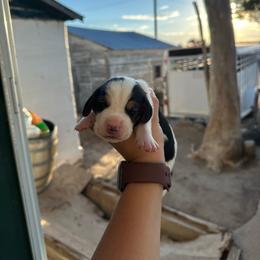 Boy 4 - Black brown and white male Basset Hound puppy in Las Animas, Colorado from J&D Dachsies