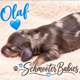 Olaf - Blue and tan male Dachshund puppy in Vacaville, California from SchmooterBabies