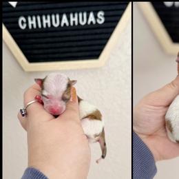 Trooper - Merle male Chihuahua puppy in Harrison, Michigan from Cloud9 Chihuahuas