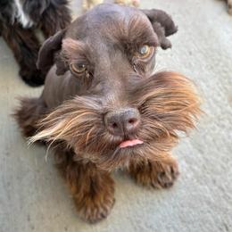 Celest - Miniature Schnauzer