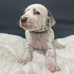 Gray Boy - Dalmatian puppy from dreamz_dalmatianz101