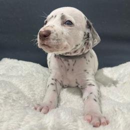 Gray Boy - Dalmatian puppy from dreamz_dalmatianz101