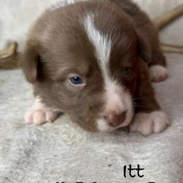 Itt - Liver and white male American Corgi puppy in Grants Pass, Oregon from KnR Antler Dogs ~ Labrador Retrievers & Corgis