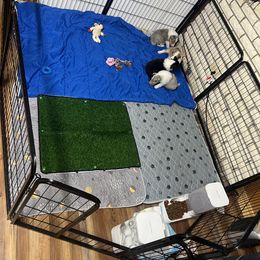 Collie and Yorkshire Terrier Puppies from Jolly Collies & Kingdom Elite Yorkshire Terriers