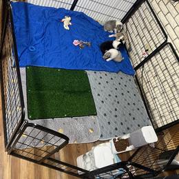 Collie and Yorkshire Terrier Puppies from Jolly Collies & Kingdom Elite Yorkshire Terriers
