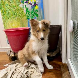 Loki - Sable merle and white male Shetland Sheepdog puppy in Union, New Jersey from McDermon Shelties