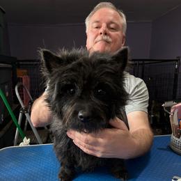 Molly - Black brindle female Cairn Terrier puppy in Rockford, Illinois from Fae Hallow