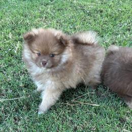 Rally-special needs - Chocolate sable male Pomeranian puppy in Inola, Oklahoma from My Bella’s Pomeranians