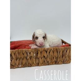 Casserole - Parti female Goldendoodle puppy in Smithfield, Kentucky from KBK9 Kennels