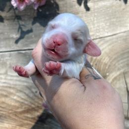 Daisy - Piebald female Dachshund puppy in Payette, Idaho from NT Mini Doxies