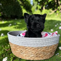 Siren - male Russian Salon Dog puppy in Kendallville, Indiana from Yorkies Kisses/Rusalka Siren Song