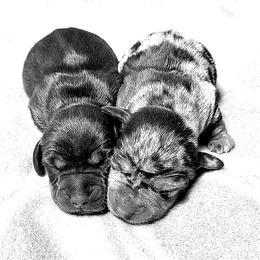 Dachshund Puppies from Newbern's Nuggets