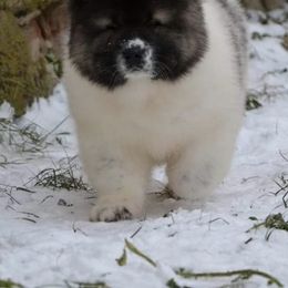 Caucasian Shepherd Dog Puppies from Sila V Krovi