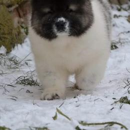 Caucasian Shepherd Dog Puppies from Sila V Krovi