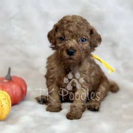 Jazz - Red  female Poodle puppy in Belleville, New Jersey from TK Poodles