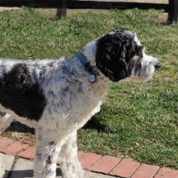 Dexter - Goldendoodle