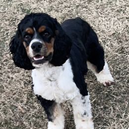 Bruno - Cocker Spaniel