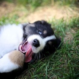Australian Shepherd Puppies from Riot Austrailan Shepherds