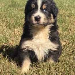 Adorable Boy 2-Black Tri - Black tri-color male Australian Shepherd puppy in Mayfield, Kentucky from Hamilton Farms