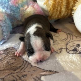 Holly - Black and white female Boston Terrier puppy in Alabama from Southern Bulldogs