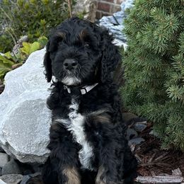 Assorted Doodle Crosses and Aussiedoodle Puppies from Parrish Precious Ones Missouri