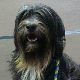 Tibetan Terriers from Walsh Tibetan Terriers