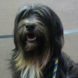 Tibetan Terriers from Walsh Tibetan Terriers