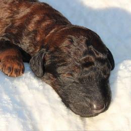 Rocky Road - Phantom male Goldendoodle puppy in Flagstaff, Arizona from Pat's Poodle Pups & Moore