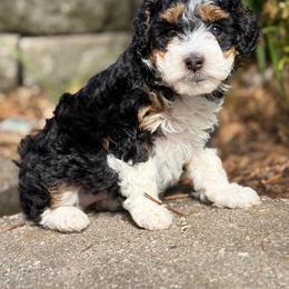 Yawnie - Black tri-color female Aussiedoodle puppy in Henry, Illinois from Rowe Farms Doodles