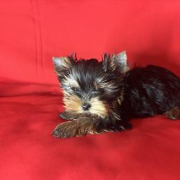 VD purple girl - Blue and gold female Yorkshire Terrier puppy in Alburnett, Iowa from Hobbs Shire Yorkies