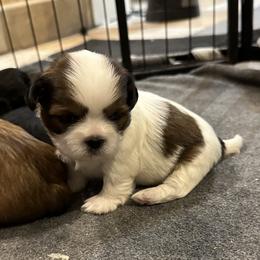 Apollo - Brindle male Shih Tzu puppy in Boaz, Alabama from Happy Haven Farm