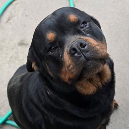 KoaKoa - Rottweiler
