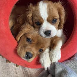 Cavalier King Charles Spaniel Puppies from Heart of a Cavalier