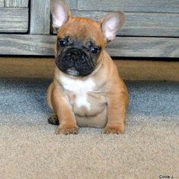 Bullmastiff and French Bulldog Puppies from Circle J Ranch