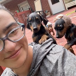 Envy - Black and rust male Doberman Pinscher puppy in Lake City, Florida from Crosspointe Canines; Home of Karmic Doberman Pinschers & Stellar Dutch Shepherds