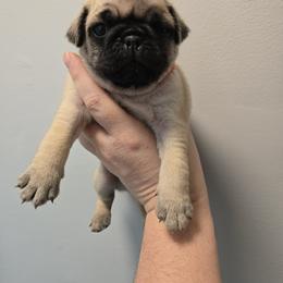 Gizmo - Fawn male Pug puppy in Auburn, Kentucky from Prentice Family Pugs