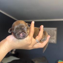 Gala - Chocolate female Shih Tzu puppy in Lanoka Harbor, New Jersey from Lilly’s Seashore Shih Tzus
