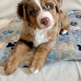 Miniature American Shepherd and Toy Australian Shepherd Puppies from Corner Oak Aussies