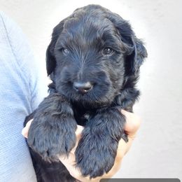Goldendoodle and Poodle Puppies from Golden State Good Dogs